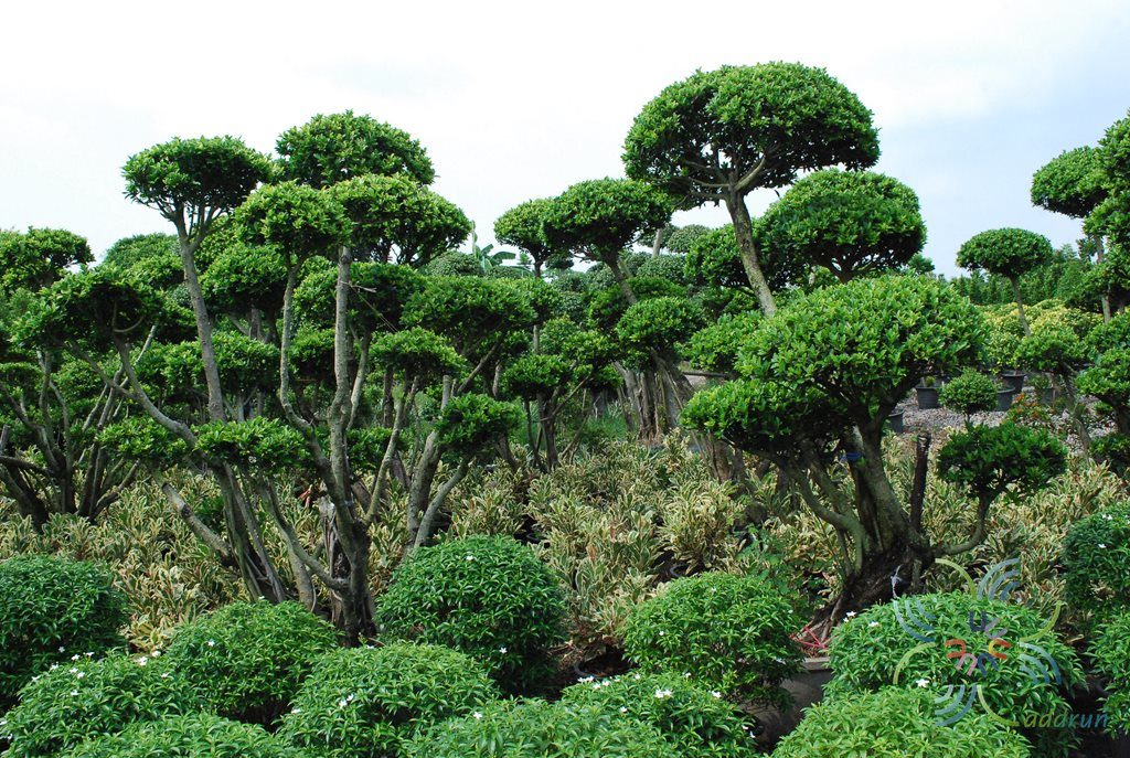 ไทรจีนใบแหลม Ficus microcarpa L.f.