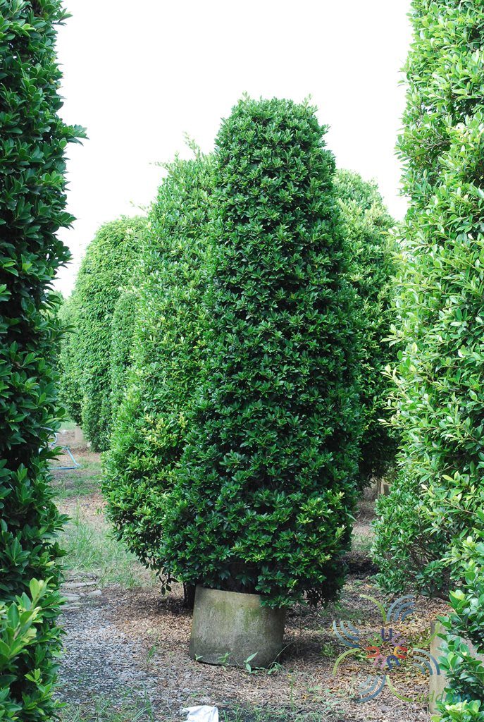 ไทรจีนใบแหลม Ficus microcarpa L.f.