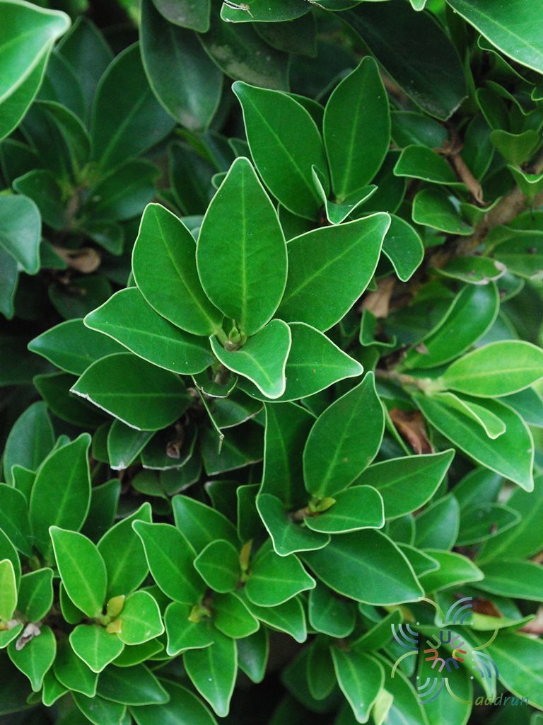 ไทรจีนใบแหลม Ficus microcarpa L.f.