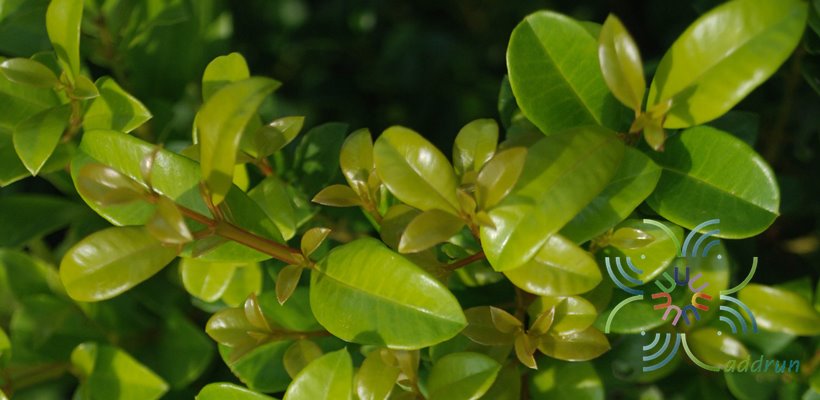 ไทรชมพู่ Eugenia reinwardtiana (Blume) A.Cunn. ex DC.