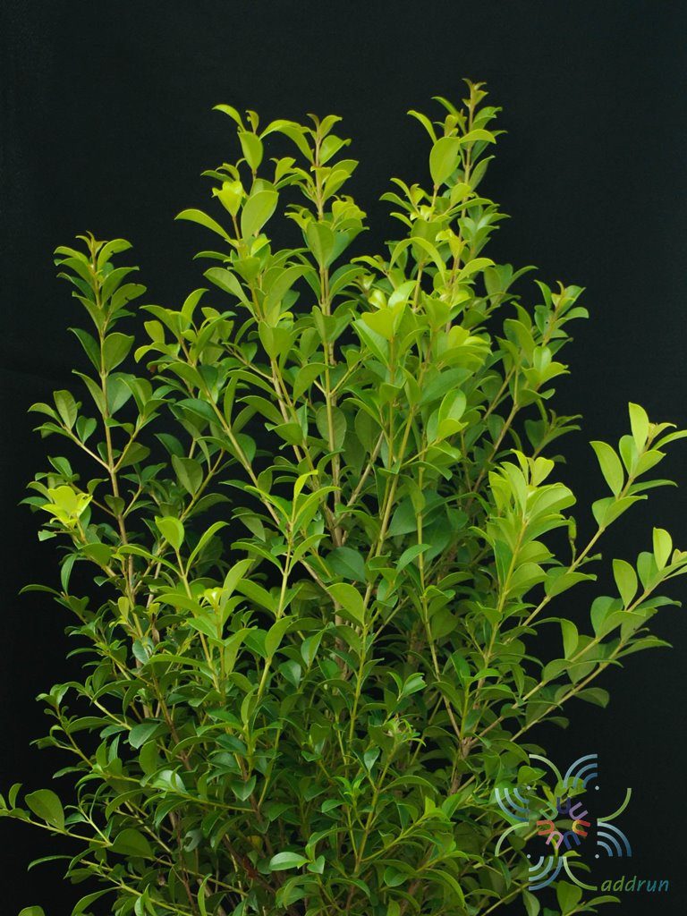 ไทรชมพู่ Eugenia reinwardtiana (Blume) A.Cunn. ex DC.
