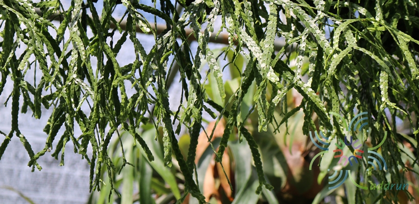 ระย้าเกล็ดหอย Huperzia nummulariifolia (Blume) Chambers