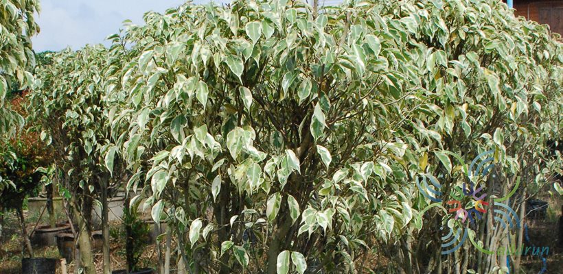 ไทรด่าง Ficus benjamina L. var. variegata