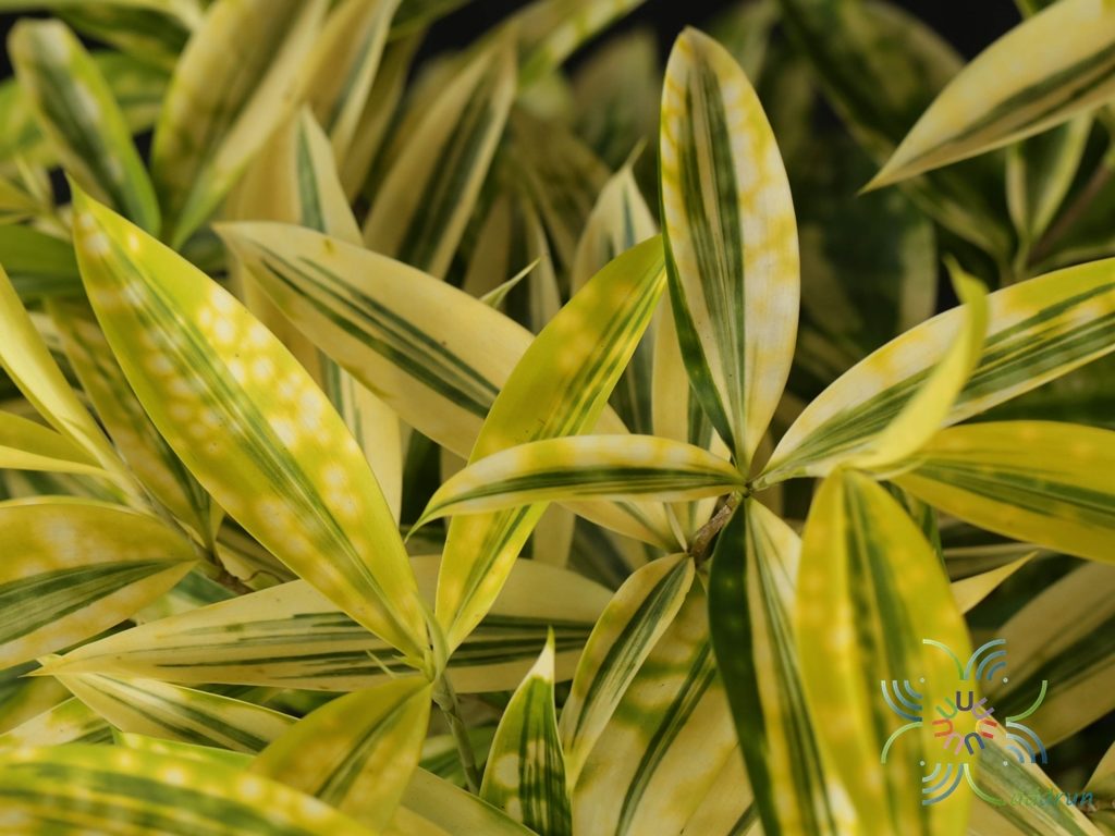 ไผ่ญี่ปุ่น Dracaena surculosa Lindl.