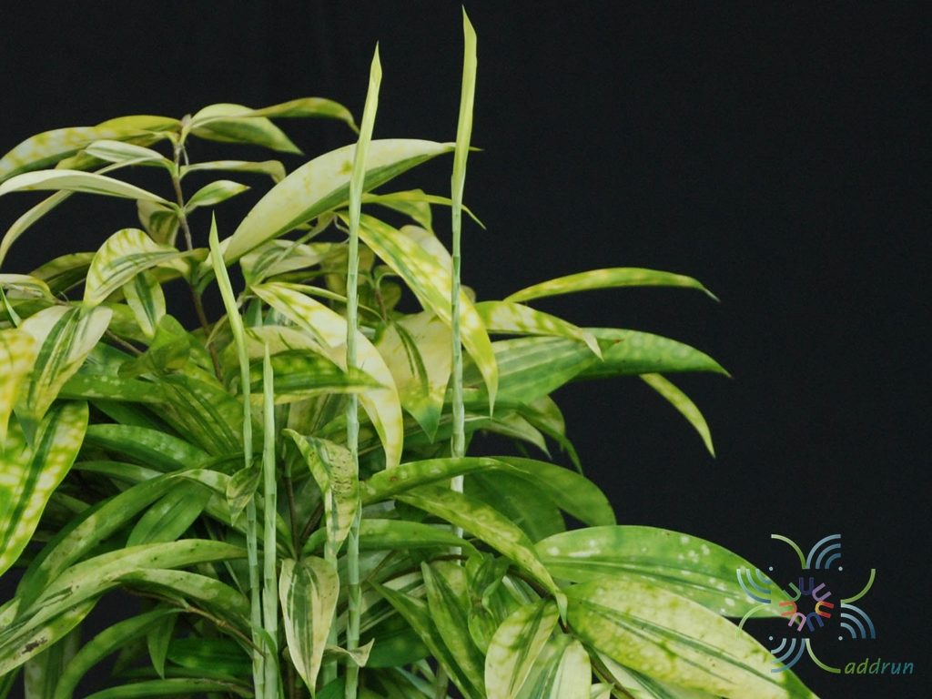 ไผ่ญี่ปุ่น Dracaena surculosa Lindl.