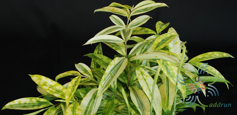 ไผ่ญี่ปุ่น Dracaena surculosa Lindl.