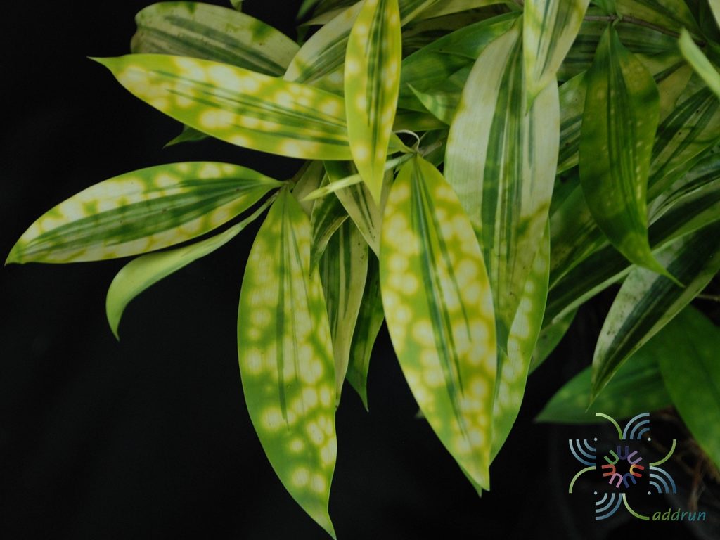 ไผ่ญี่ปุ่น Dracaena surculosa Lindl.