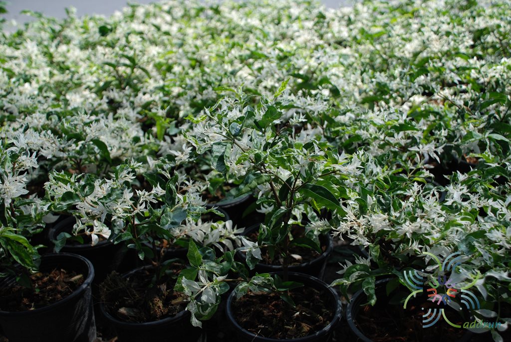 โมกด่าง Wrightia religiosa (Teijsm. & Binn.) Benth. ex Kurz ‘Variegata’