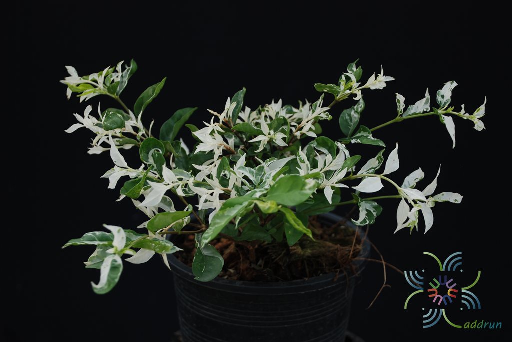 โมกด่าง Wrightia religiosa (Teijsm. & Binn.) Benth. ex Kurz ‘Variegata’