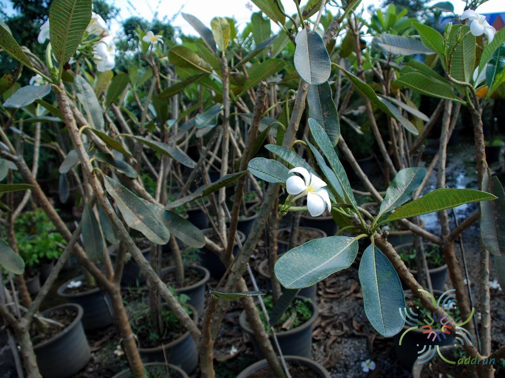 ลีลาวดีพวงขาว Plumeria obtusa L.