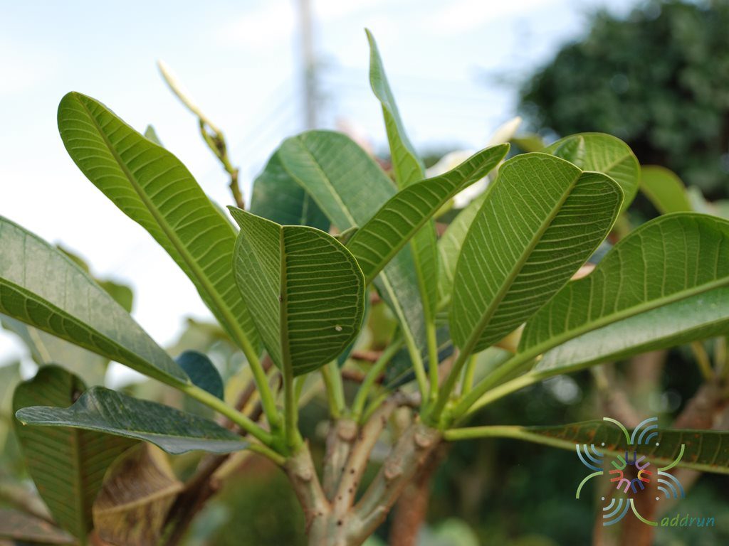 ลีลาวดีพวงขาว Plumeria obtusa L.
