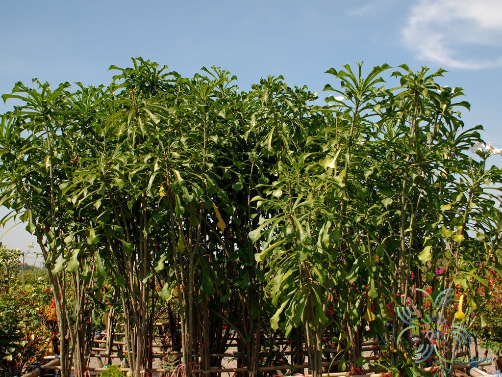 ลีลาวดีใบลูกศร Plumeria pudica Jacq.