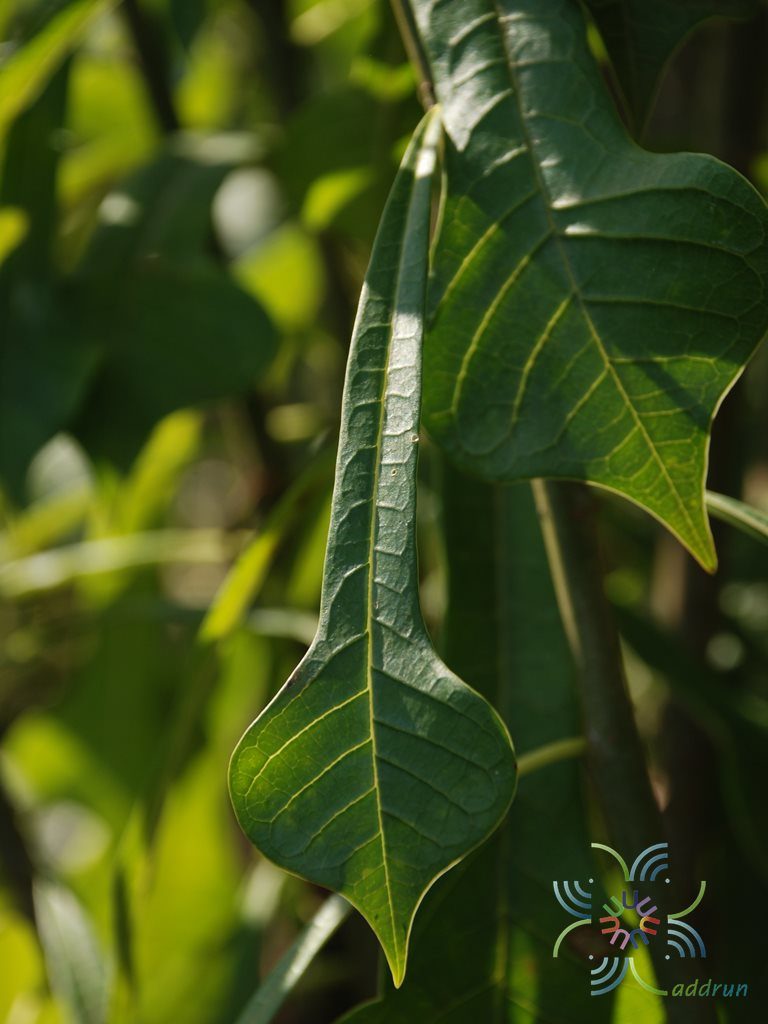 ลีลาวดีใบลูกศร Plumeria pudica Jacq.