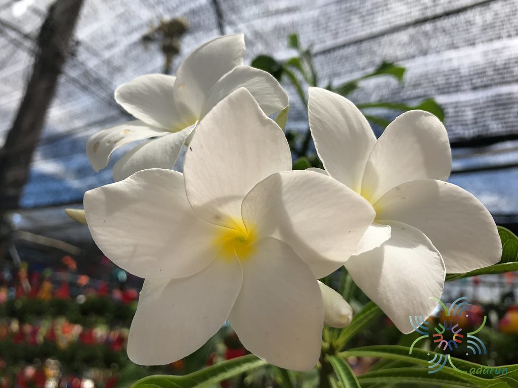 ลีลาวดีใบลูกศร Plumeria pudica Jacq.