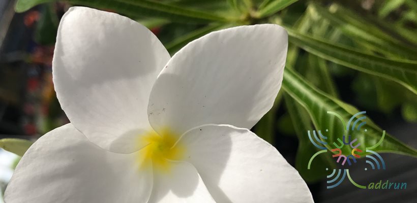 ลีลาวดีใบลูกศร Plumeria pudica Jacq.