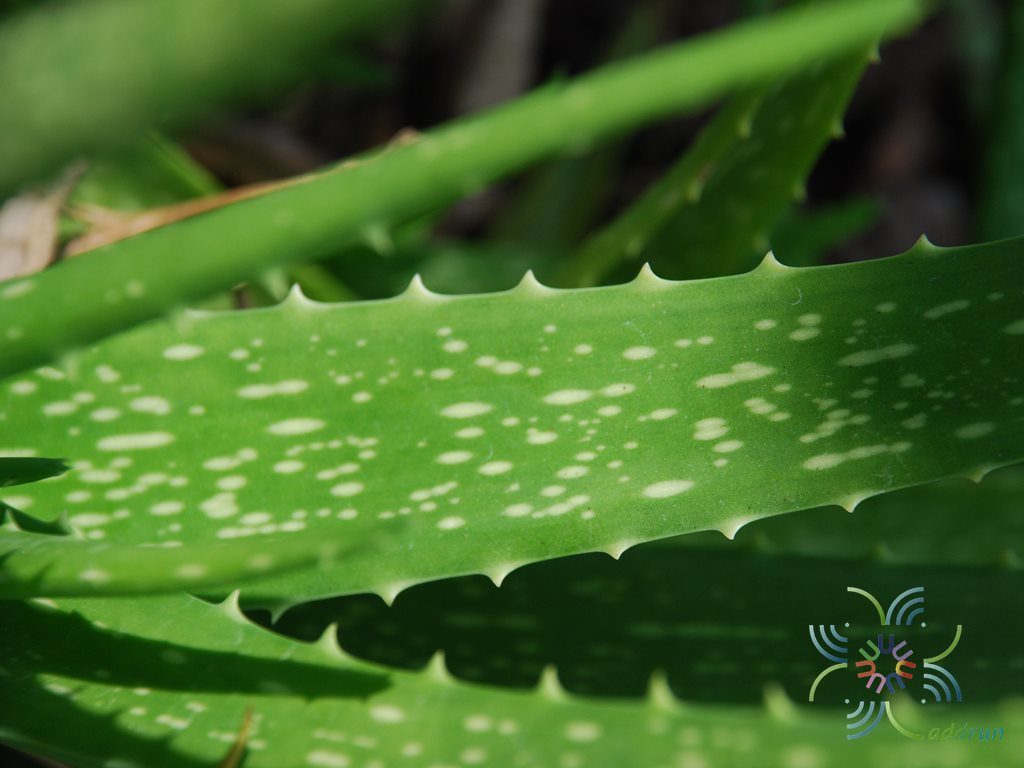 ว่านหางจระเข้ Aloe vera (L.) Burm.f.