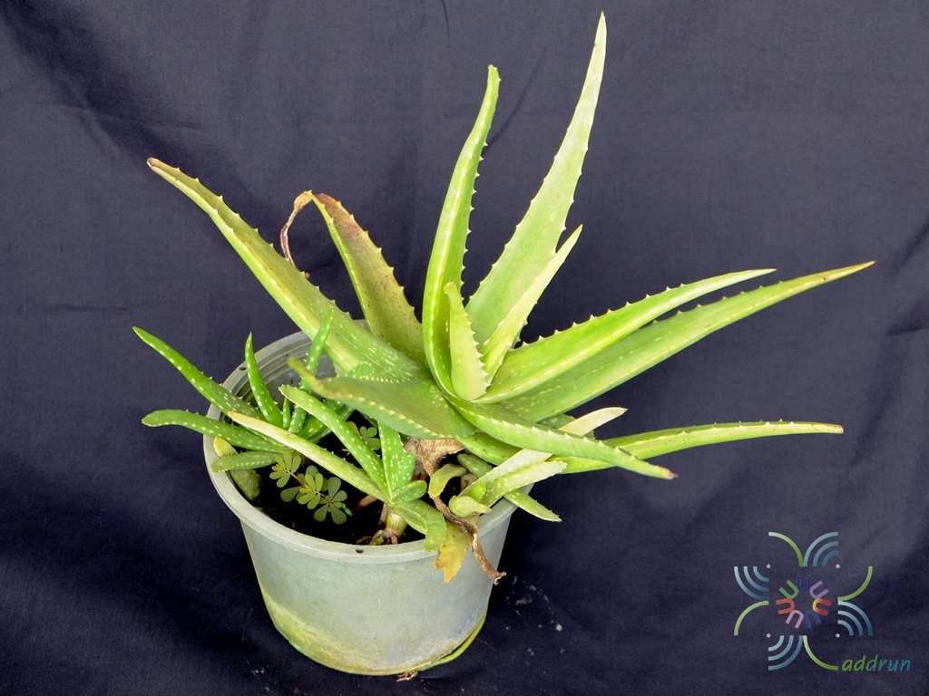 ว่านหางจระเข้ Aloe vera (L.) Burm.f.