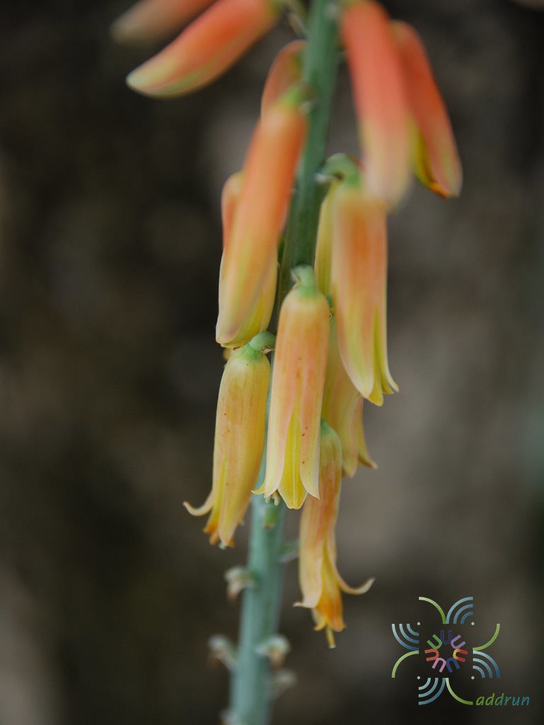 ว่านหางจระเข้ Aloe vera (L.) Burm.f.