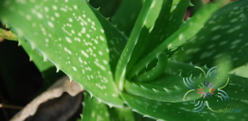 ว่านหางจระเข้ Aloe vera (L.) Burm.f.
