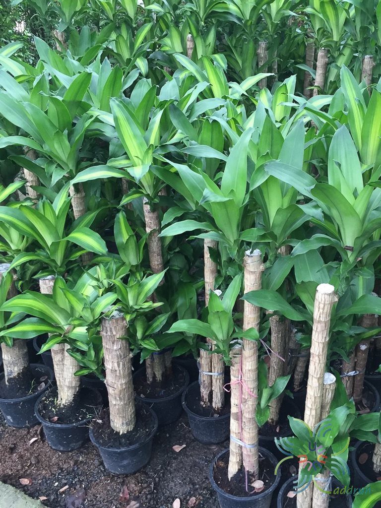 วาสนาด่าง Dracaena sp.