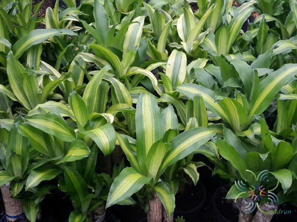 วาสนาด่าง Dracaena sp.