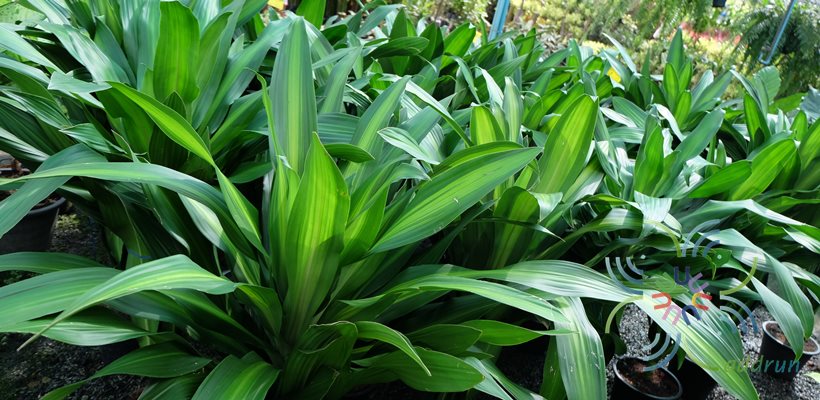 วาสนาด่าง Dracaena sp.