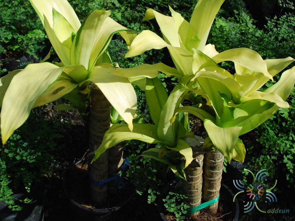 วาสนาเหลือง Dracaena sp.