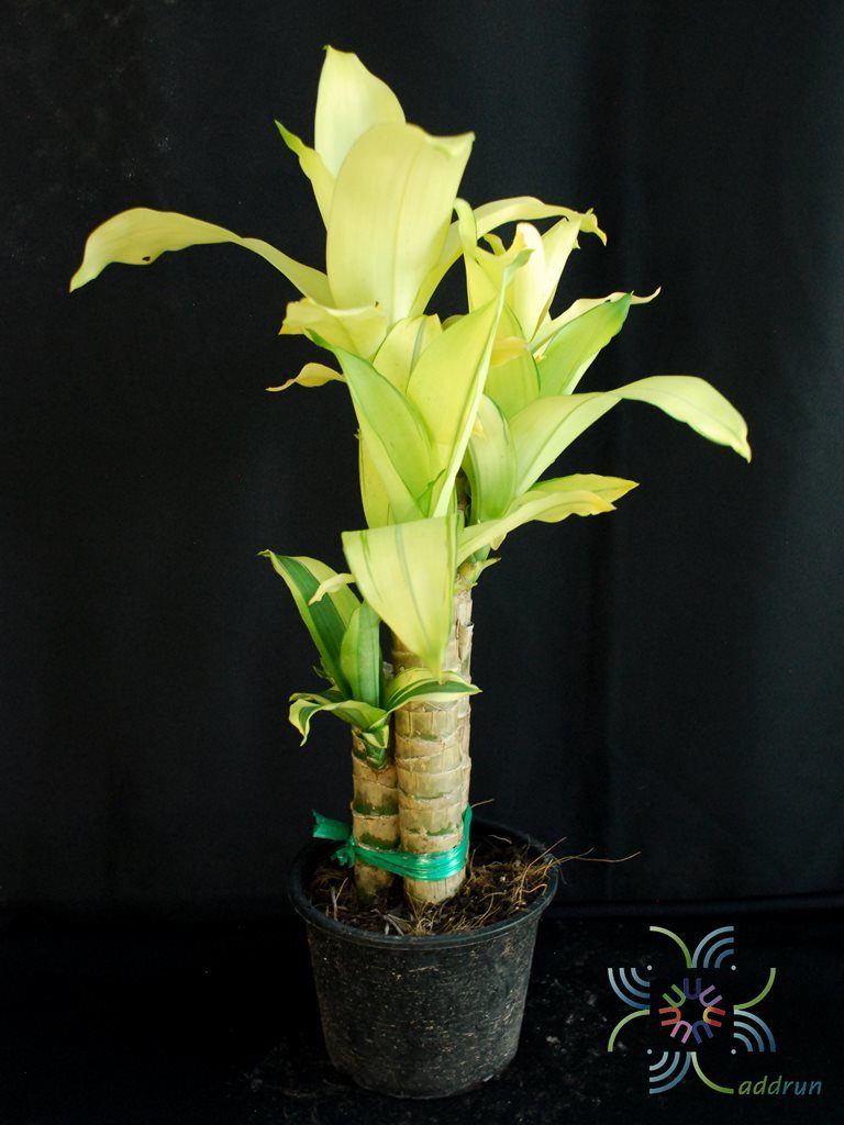 วาสนาเหลือง Dracaena sp.