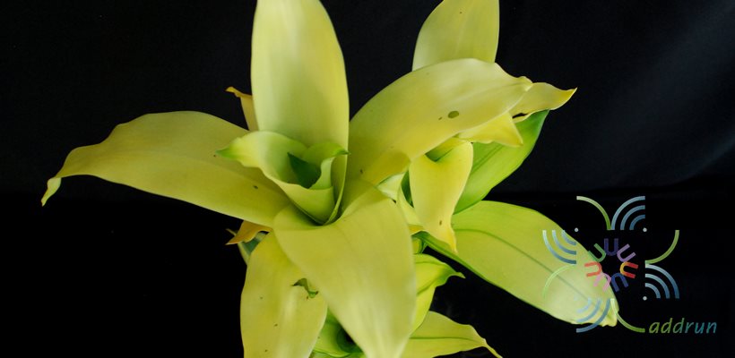 วาสนาเหลือง Dracaena sp.