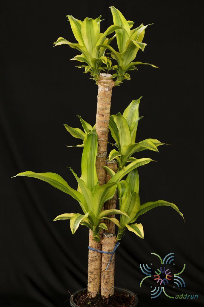 วาสนาอธิษฐาน Dracaena fragrans (L.) Ker Gawl. ‘Massangeana’
