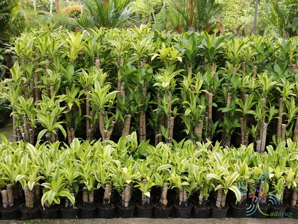 วาสนาอธิษฐาน Dracaena fragrans (L.) Ker Gawl. ‘Massangeana’