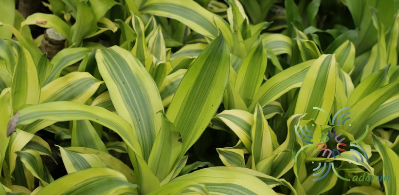 วาสนาอธิษฐาน Dracaena fragrans (L.) Ker Gawl. ‘Massangeana’