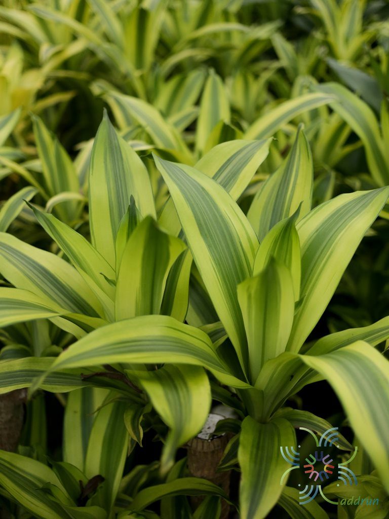 วาสนาอธิษฐาน Dracaena fragrans (L.) Ker Gawl. ‘Massangeana’