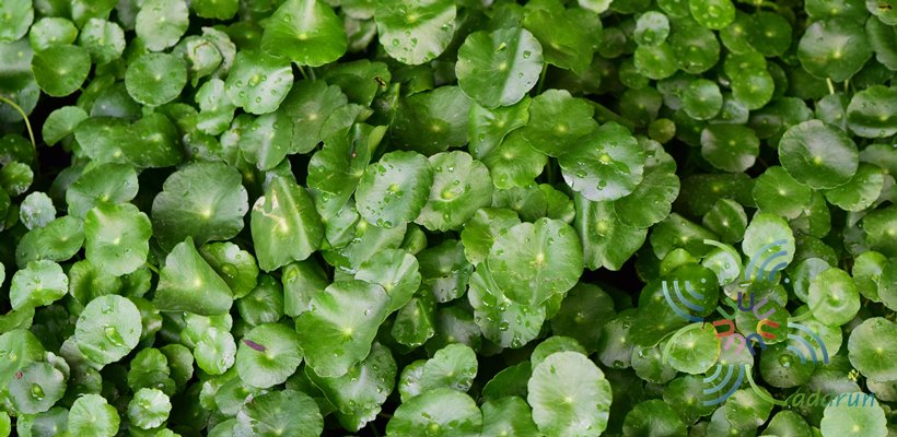 แว่นแก้ว Hydrocotyle umbellata L.