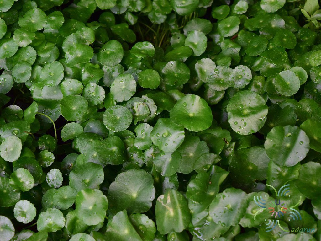 แว่นแก้ว Hydrocotyle umbellata L.