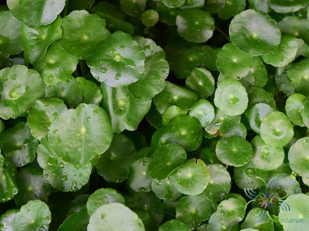 แว่นแก้ว Hydrocotyle umbellata L.