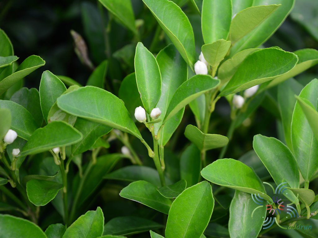 ส้มจี๊ด Citrus japonica Thunb.