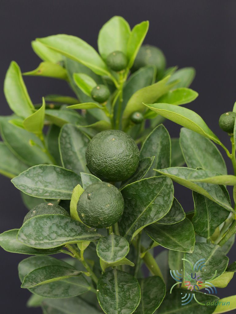 ส้มจี๊ด Citrus japonica Thunb.
