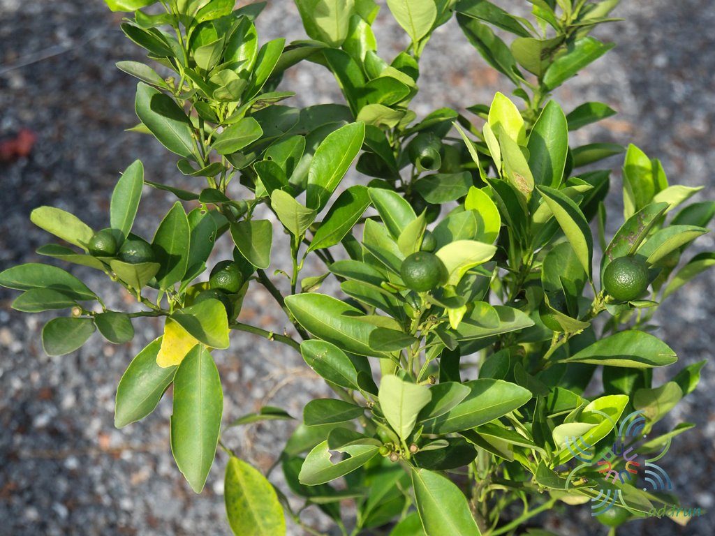 ส้มจี๊ด Citrus japonica Thunb.