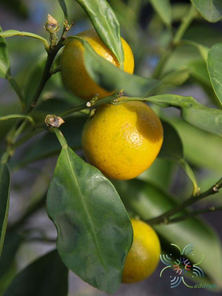 ส้มจี๊ด Citrus japonica Thunb.