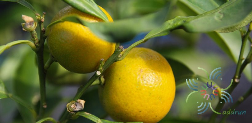 ส้มจี๊ด Citrus japonica Thunb.