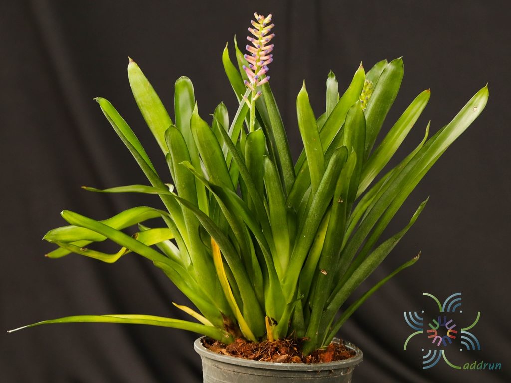 สับปะรดสี ก้านไม้ขีด Aechmea gamosepala Wittm. cv. Matchsticks.