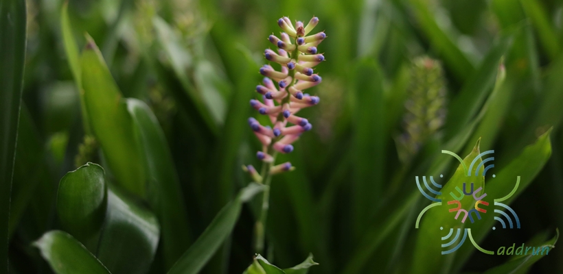 สับปะรดสี ก้านไม้ขีด Aechmea gamosepala Wittm. cv. Matchsticks.