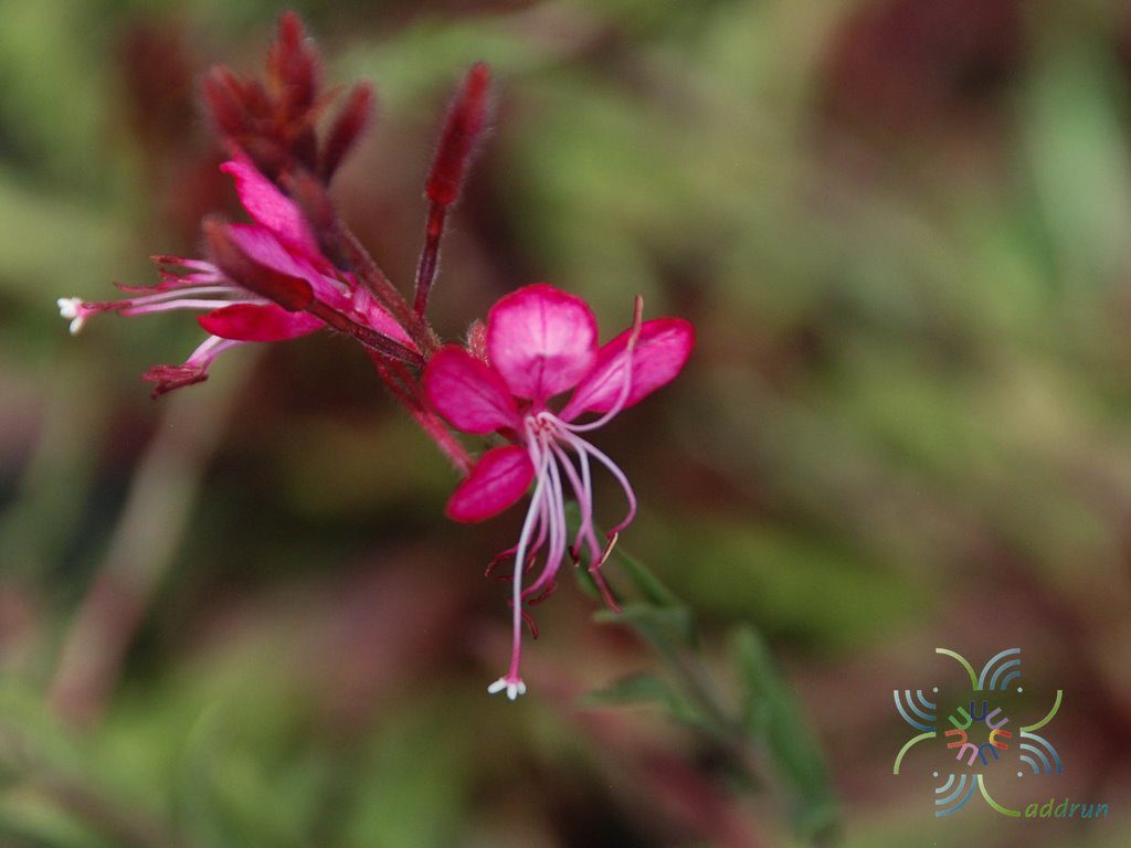 หญ้าฟรุ้งฟริ้ง Gaura lindheimeri Engelm. & A.Gray