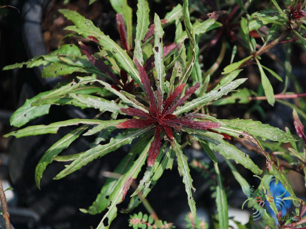 หญ้าฟรุ้งฟริ้ง Gaura lindheimeri Engelm. & A.Gray