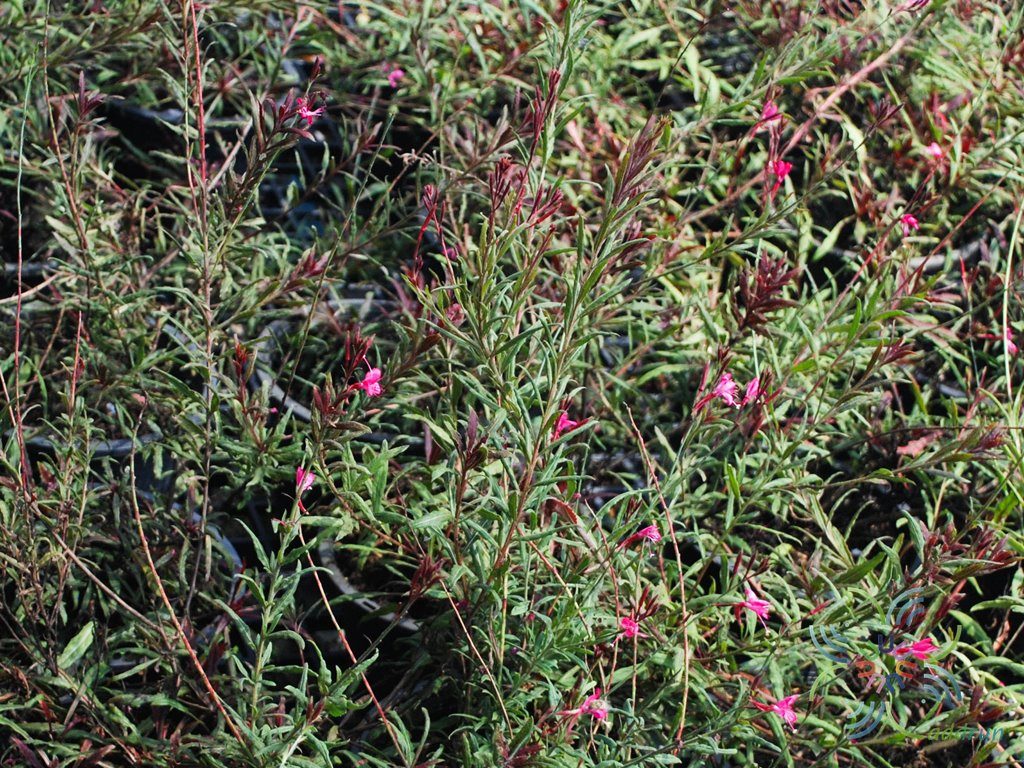 หญ้าฟรุ้งฟริ้ง Gaura lindheimeri Engelm. & A.Gray
