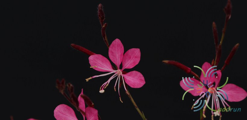 หญ้าฟรุ้งฟริ้ง Gaura lindheimeri Engelm. & A.Gray
