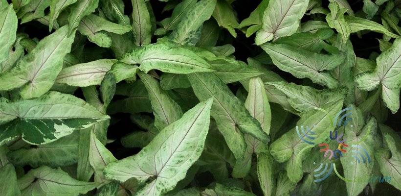 ออมมณี Syngonium sp.