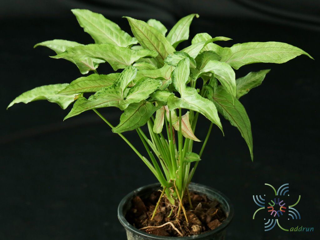 ออมมณี Syngonium sp.