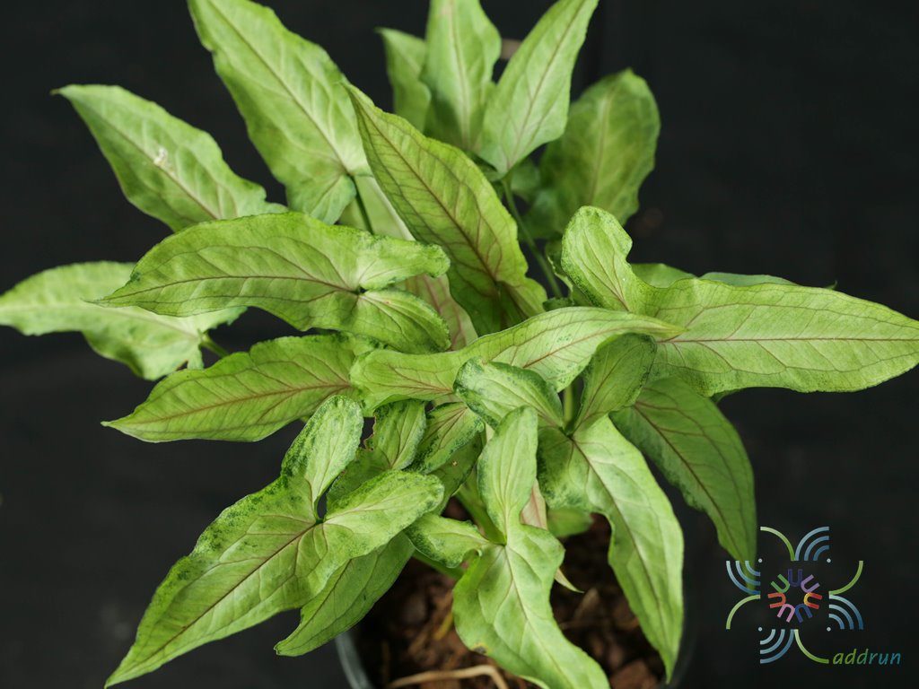 ออมมณี Syngonium sp.